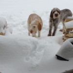 dogs playing in the snow