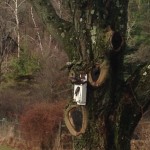 bluebird box