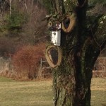 bluebird box