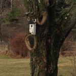 bluebird box