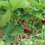 strawberry plant at Thompson-Finch Fram